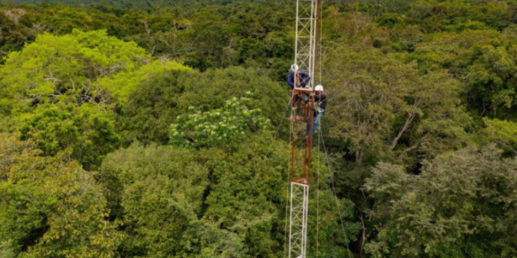 Várzea da Amazônia ganha primeira torre para monitorar gases de efeito estufa