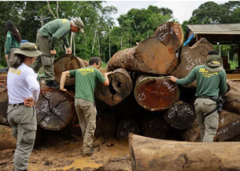 Brasil intensifica combate à extração ilegal de madeira na Amazônia
