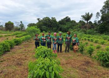 Em Guajará, Idam organiza capacitação para o cultivo de café por estaquia
