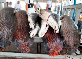 Estudo analisa potencial de produtos amazônicos da bioeconomia