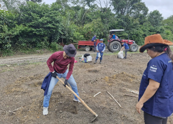 Idam inicia implantação três Unidades Demonstrativas (UD) de mandioca no interior do Amazonas