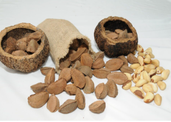 Startup cria máquina de descontaminação da castanha-do-Brasil