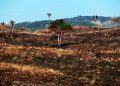 Cop30 - Desmatamento no Pará