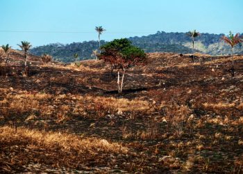 Cop30 - Desmatamento no Pará