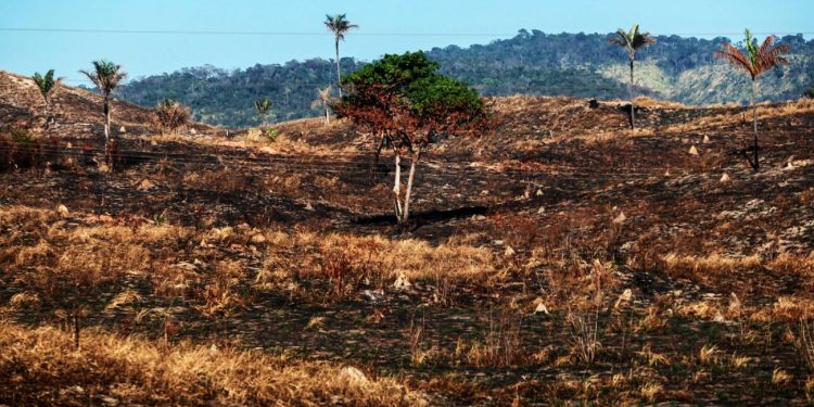 Cop30 - Desmatamento no Pará