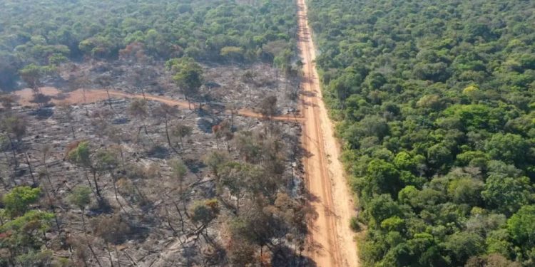 Desmatamento na Amazon em Mato Grosso