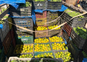 Adaf apreende mais de três toneladas de laranjas escondidas em carga de banana