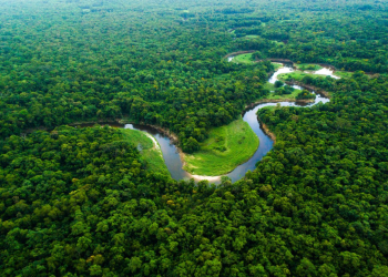 Amazônia em Xeque: divergências climáticas levantam dúvidas sobre o futuro da região