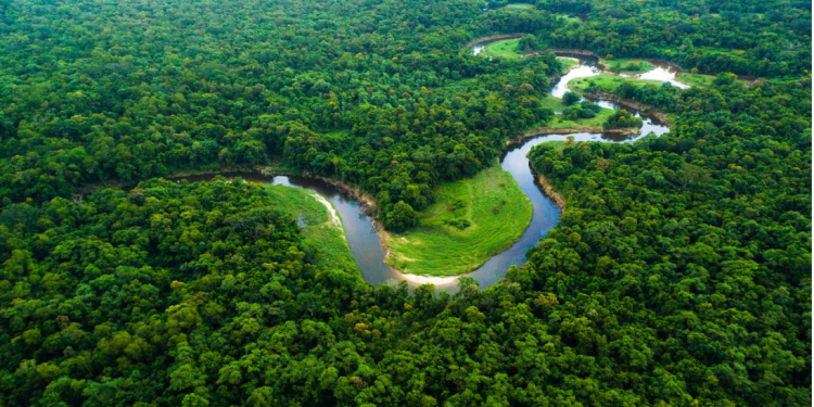 Amazônia em Xeque: divergências climáticas levantam dúvidas sobre o futuro da região