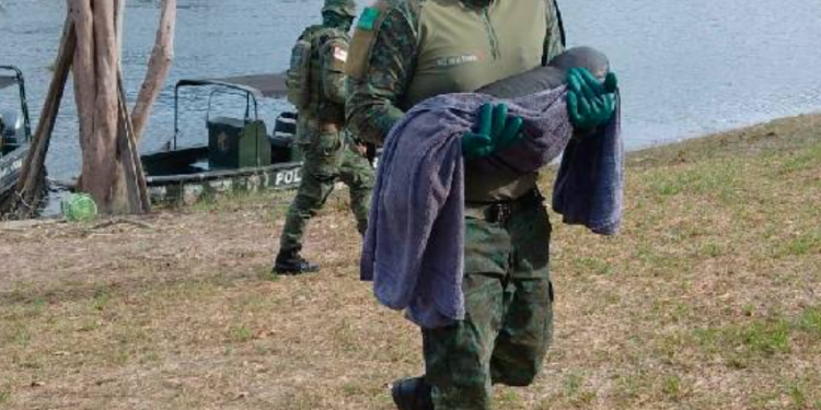Em Parintins, Polícia Militar resgata filhote de peixe-boi em comunidade ribeirinha