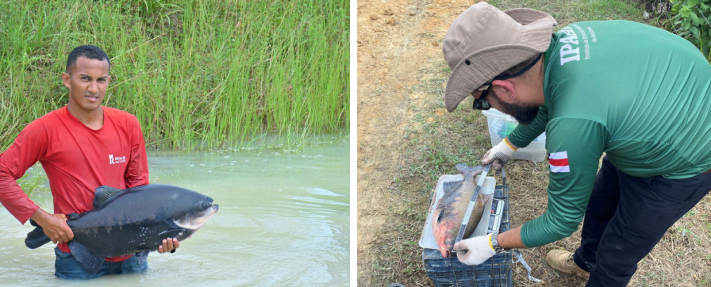 Fim do defeso: pesca do tambaqui é liberada a partir de 1º de abril no Amazonas