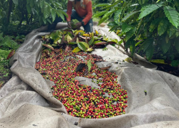 Idam está com as inscrições abertas para o “Dia do Campo do Café”
