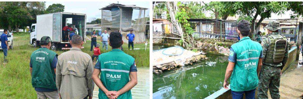 Ipaam, BPAmb e Ufam resgatam 74 animais, entre tartarugas e peixes, mantidos de forma ilegal em casa no Parque Dez