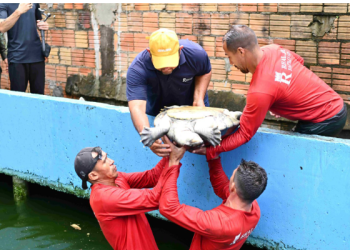 Ipaam, BPAmb e Ufam resgatam 74 animais, entre tartarugas e peixes, mantidos de forma ilegal em casa no Parque Dez