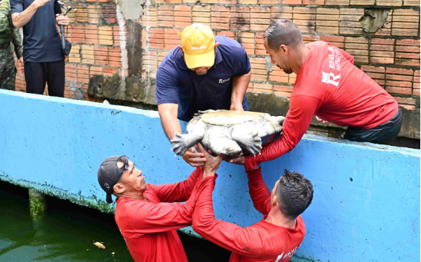 Ipaam, BPAmb e Ufam resgatam 74 animais, entre tartarugas e peixes, mantidos de forma ilegal em casa no Parque Dez