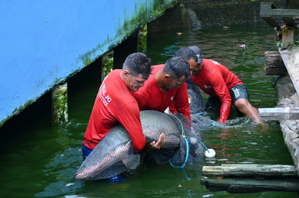 Ipaam, BPAmb e Ufam resgatam 74 animais, entre tartarugas e peixes, mantidos de forma ilegal em casa no Parque Dez