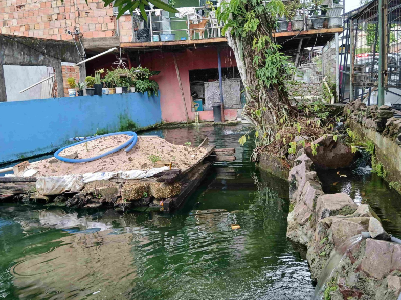 Ipaam multa em R$ 140 mil homem por criar tartarugas, pirarucus e tambaquis ilegalmente em casa no Parque Dez 2