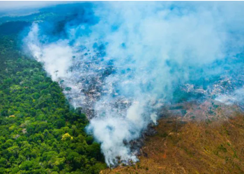 Ipaam registra queda de 85,30% no desmatamento e 85,43% nos focos de calor no Amazonas 1