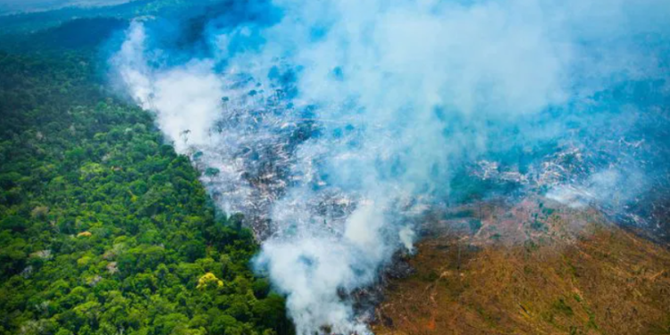 Ipaam registra queda de 85,30% no desmatamento e 85,43% nos focos de calor no Amazonas 1
