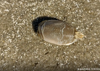 Pesquisadores investigam 'sumiço' dos tatuís na costa brasileira