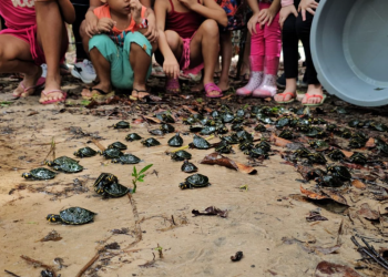 RDS Puranga conquista devolve 250 quelônios à natureza na comunidade Bela Vista do Jaraqui