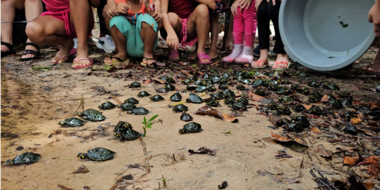 RDS Puranga conquista devolve 250 quelônios à natureza na comunidade Bela Vista do Jaraqui
