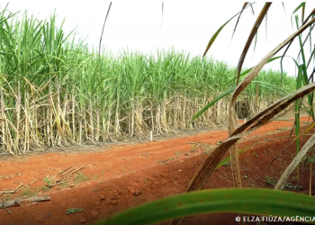 Brasil terá segunda maior safra de cana, segundo estimativa da Conab