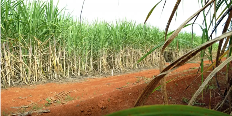 Brasil terá segunda maior safra de cana, segundo estimativa da Conab