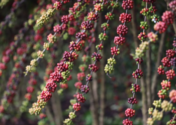 Dia Mundial do Café: Sepror potencializa o setor da cafeicultura com entregas de mudas a produtores rurais
