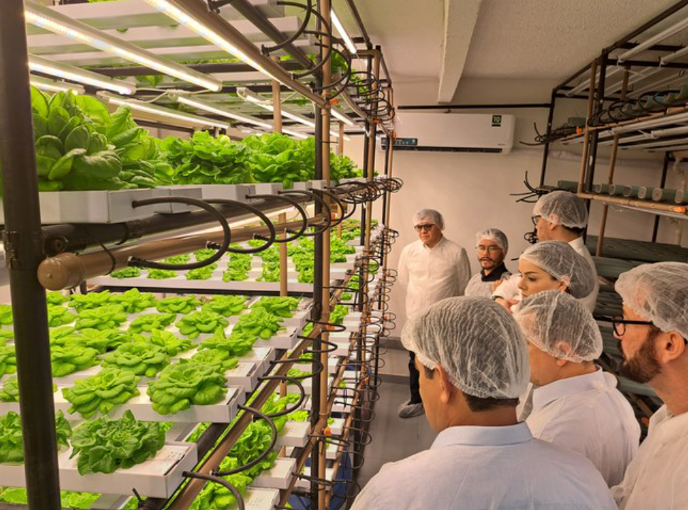Projeto de cultivo de hortaliças é apresentado à Suframa 