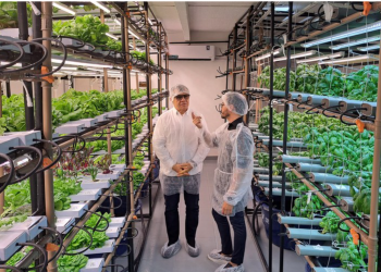 Projeto de cultivo de hortaliças é apresentado à Suframa