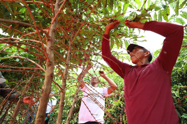 Dia Mundial do Café: Sepror potencializa o setor da cafeicultura com entregas de mudas a produtores rurais