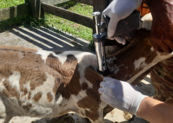 Adaf prorroga campanha de vacinação contra a brucelose