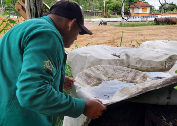Amazonas atualiza situação das arboviroses nesta quinta-feira