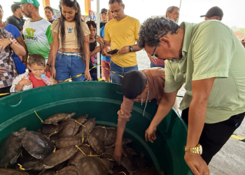 Avanço histórico: Amazonas promove pela primeira venda legal de quelônios manejados em Carauari