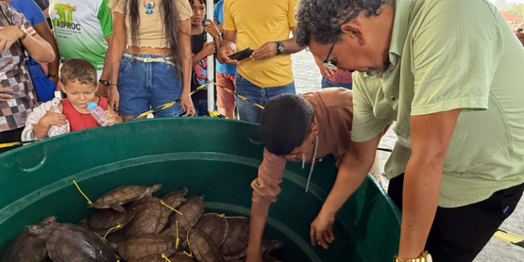 Avanço histórico: Amazonas promove pela primeira venda legal de quelônios manejados em Carauari