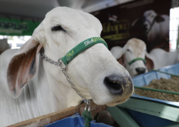 Certificação de zona livre de febre aftosa aumenta expectativas de expansão internacional do segmento agropecuário do Amazonas