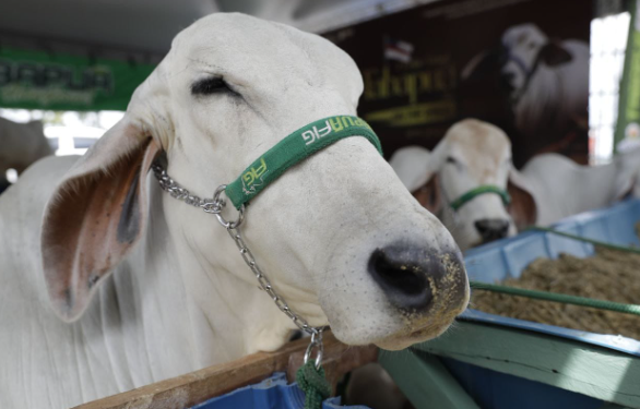Certificação de zona livre de febre aftosa aumenta expectativas de expansão internacional do segmento agropecuário do Amazonas