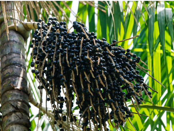 Com incentivos do Idam, produção de açaí cresce 150% no Amazonas