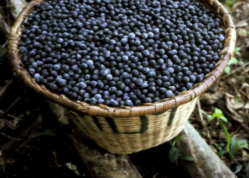 Com incentivos do Idam, produção de açaí cresce 150% no Amazonas