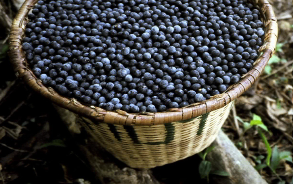 Com incentivos do Idam, produção de açaí cresce 150% no Amazonas