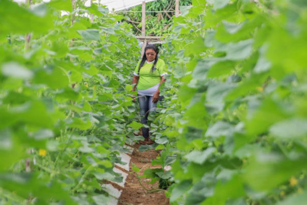 Dia do Trabalhador Rural A luta e o orgulho de produzir no coração do Amazonas 