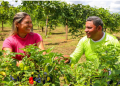 Dia do Trabalhador Rural A luta e o orgulho de produzir no coração do Amazonas