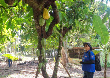 Em Boa Vista do Ramos, ação conjunta monitora lavouras de cacau e cupuaçu contra monilíase