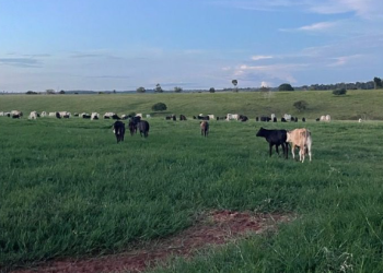 Evento, apoiado pelo Governo do Amazonas, sobre agricultura regenerativa da Amazônia Ocidental ocorre em Humaitá