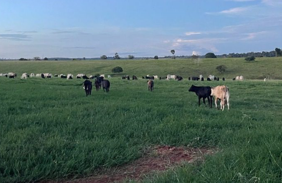 Evento, apoiado pelo Governo do Amazonas, sobre agricultura regenerativa da Amazônia Ocidental ocorre em Humaitá