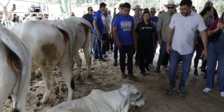 Governador Wilson Lima apresenta comitiva que representará o Amazonas em evento que oficializa estado livre da febre aftosa sem vacinação