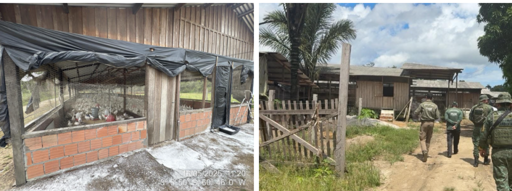 Ipaam notifica seis granjas no Amazonas e reforça necessidade de regularização ambiental