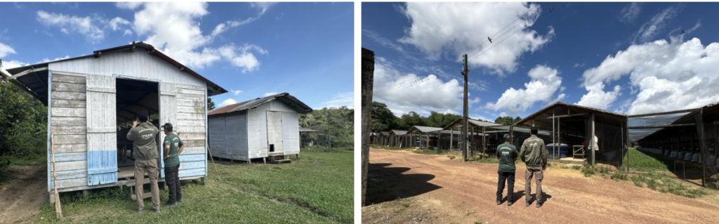 Ipaam notifica seis granjas no Amazonas e reforça necessidade de regularização ambiental