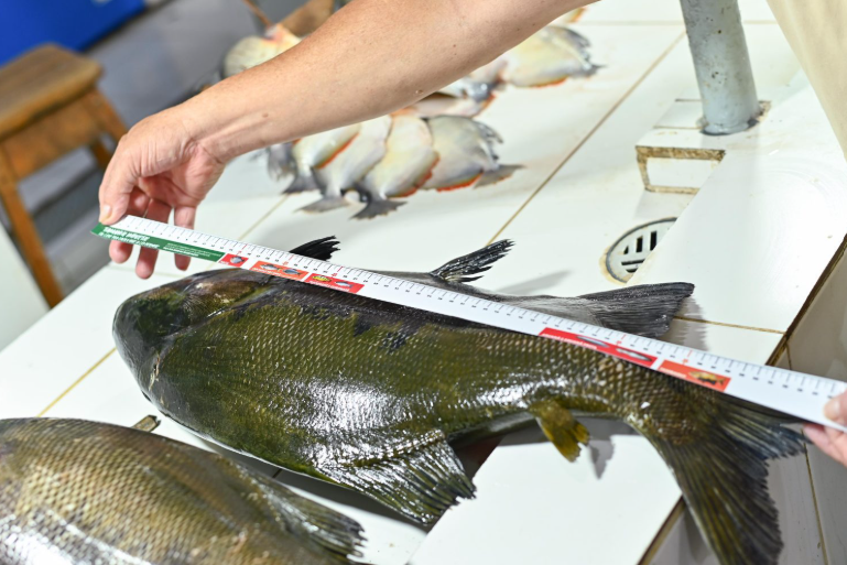 Ipaam orienta sobre pesca sustentável na Feira da Panair com entrega de fitas de medição